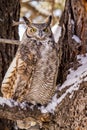 Great Horned Owl in Snow Covered Tree Royalty Free Stock Photo