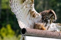 Great horned Owl spread wings on a tree branch Royalty Free Stock Photo