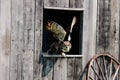 Great horned Owl spread wings on a tree branch Royalty Free Stock Photo