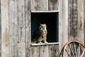 Great horned Owl spread wings on a tree branch Royalty Free Stock Photo