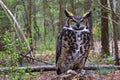 Great Horned Owl Standing on a Tree Log