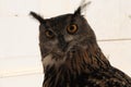 Great horned owl with a striking plumage and piercing orange eyes in front of a bright background Royalty Free Stock Photo