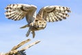 Great horned owl taking flight