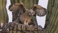 Great Horned Owl and Three Owlets Royalty Free Stock Photo