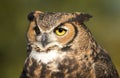 Great Horned Owl on a Tree Royalty Free Stock Photo