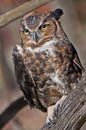 Great Horned Owl two