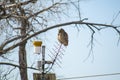 Great Horned owl Warming Himself in the Sun