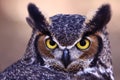 Great Horned Owl - Watchful Eyes Royalty Free Stock Photo