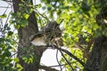 Great Horned Owl Watchful in the Forest Royalty Free Stock Photo