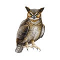Great horned owl. Watercolor illustration. Bubo virginianus North America native avian. Hand drawn realistic eagle owl