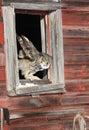 Great horned owl in window opening Royalty Free Stock Photo