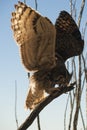 Great Horned Owl Wings Outstretched on Branch