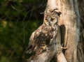 Long eared owl with yellow eyes perched in old tree