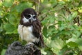 Spectacled owl with large black eyes Spectacled owl is a rare endangered owl from South America