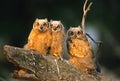 Great Horned Owl Young Royalty Free Stock Photo