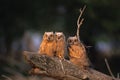 Great Horned Owl Young Royalty Free Stock Photo