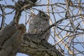 Great Horned Owl Young Perched in Tree Royalty Free Stock Photo