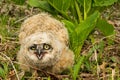 Great Horned Owlet- Bubo virginianus