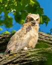 Great horned owlet