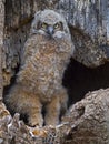 A Great Horned Owlet standing in Nest