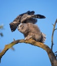 great horned owlet stretching its wings