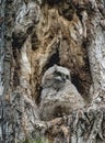 Great Horned Owlet Waiting in the nest