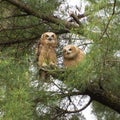 Great horned owlets Royalty Free Stock Photo
