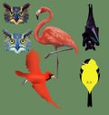 Great horned owls, flamingo, fruit bat, cardinal and goldfinch bird are seen