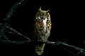 Great Horned Own at Night Royalty Free Stock Photo