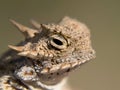 Great Horny Toad of Arizona Royalty Free Stock Photo