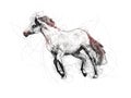 Great Horse Ballpoint Pen Doodle Illustration