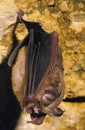 Great Horseshoe Bat, rhinolophus ferrumequinum, Adult hanging in Cave