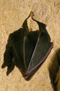 Great Horseshoe Bat, rhinolophus ferrumequinum, Adult Hibernating in a Cave