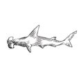 Great Hummerhead shark, hand drawn doodle, sketch, vector outline illustration