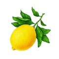 Great illustration of beautiful yellow lemon fruit on a branch with green leaves isolated on white background. Watercolor drawing.