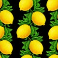 Great illustration of beautiful yellow lemon fruits on a branch with green leaves isolated on a black background. Watercolor Royalty Free Stock Photo