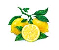 Great illustration of beautiful yellow lemon fruits on white background. Watercolor drawing of lemon Royalty Free Stock Photo