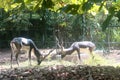 Great Indian Black Bucks Grazing.