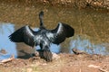 Great Indian Black Darter