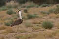 Great indian bustard Royalty Free Stock Photo