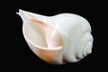 Great indian chank seashell on black background Royalty Free Stock Photo