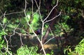 Great Indian Coucal Royalty Free Stock Photo