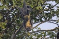 A Great Indian Fruit Bat Hanging From A Branch.