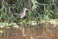 Indian Grey Heron