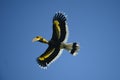 Great Indian Hornbill Bird from India Royalty Free Stock Photo