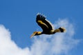 Great Indian Hornbill Bird from India Royalty Free Stock Photo