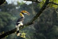 Great Indian Hornbill Bird from India Royalty Free Stock Photo