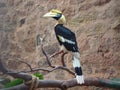 Great Indian Hornbill - Buceros bicornis Royalty Free Stock Photo