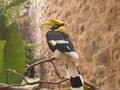 Great Indian Hornbill - Buceros bicornis