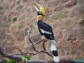 Great Indian Hornbill - Buceros bicornis